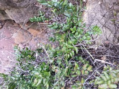 Pellaea pteroides
