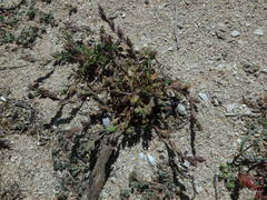Silene sclerocarpa
