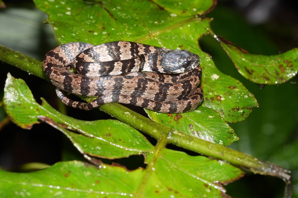 Elegant Snail-eater