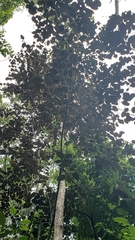 Calyptranthes pallens