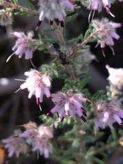 Erica eriocephala