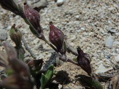 Silene sclerocarpa