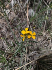 Erysimum asperum