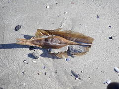 Callorhinchus capensis