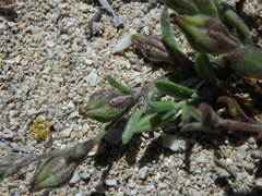 Silene sclerocarpa