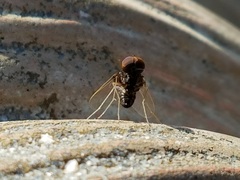 Chrysopilus basilaris