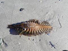 Callorhinchus capensis