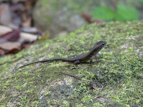 Red-legged Girdled Lizard, Zonosaurus rufipes