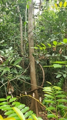 Calyptranthes pallens