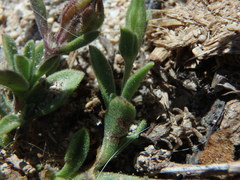 Silene sclerocarpa