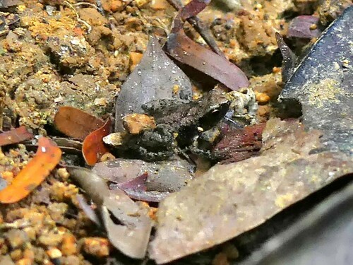 Andoany Stump-toed Frog, Stumpffia pygmaea