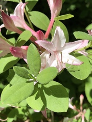 Rhododendron atlanticum