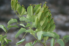 Dioscorea hemicrypta