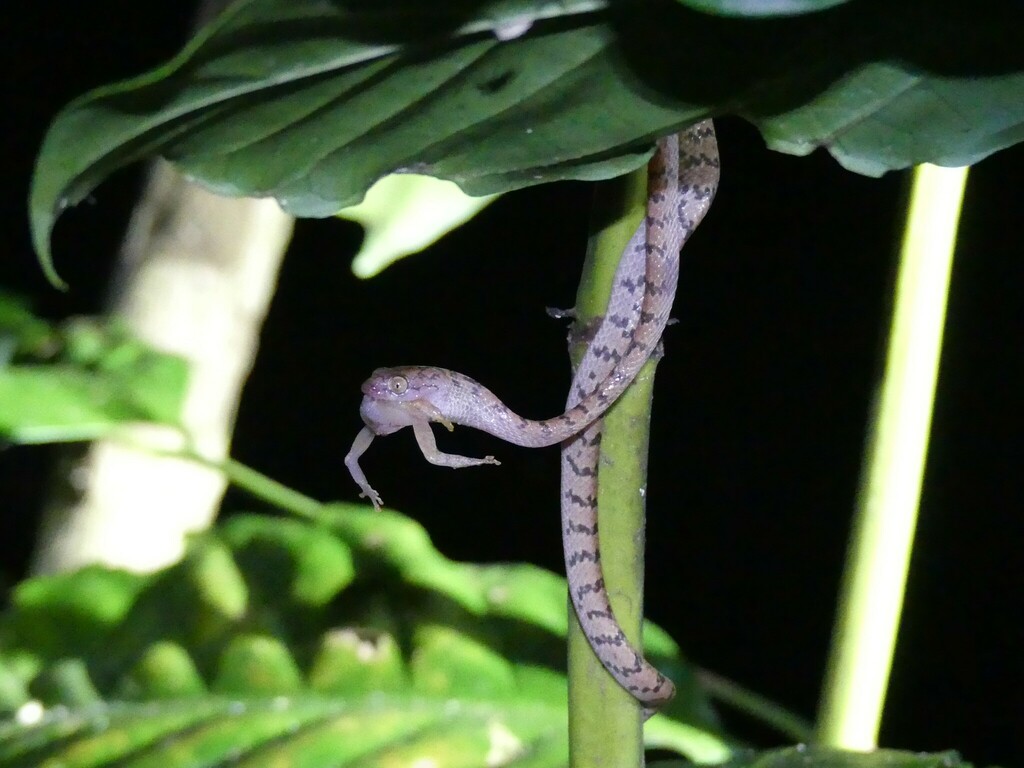 Nosy Bé Tree Snake