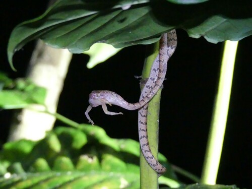 Nosy Bé Tree Snake