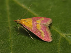 Pyrausta virginalis