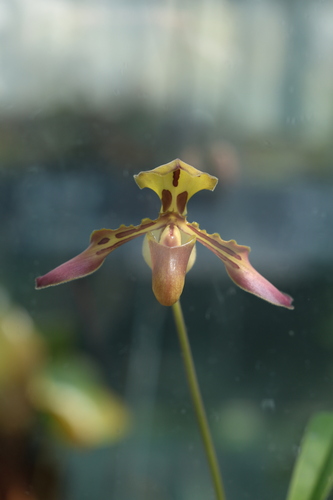 Tiger Striped Paphiopedilum (Paphiopedilum tigrinum)