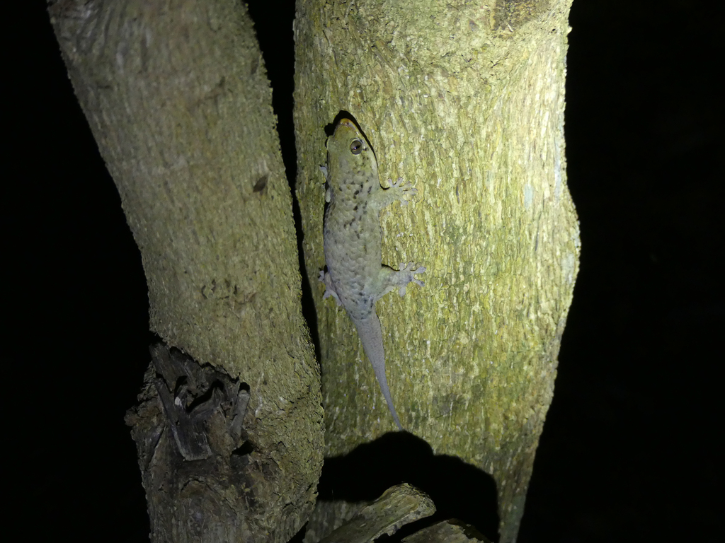 Fish-scale Gecko