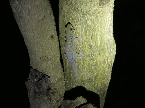 Fish-scale Gecko