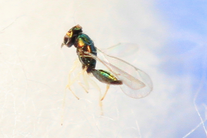 Chrysocharis laricinellae