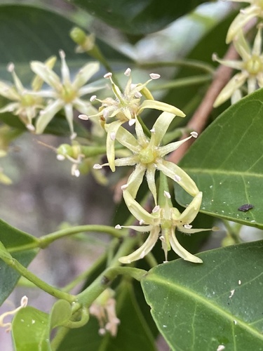 Acronychia laevis (Acronychia laevis)
