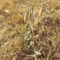 Asclepias glaucescens