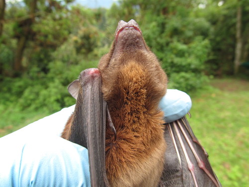 Angolan Soft-furred Fruit Bat