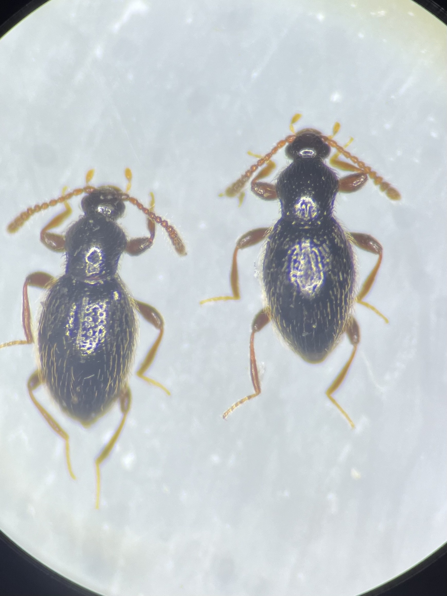 Stenichnus collaris