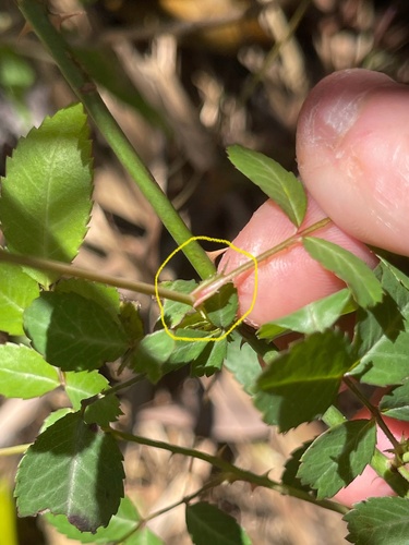 memorial rose (Rosa wichuraiana)