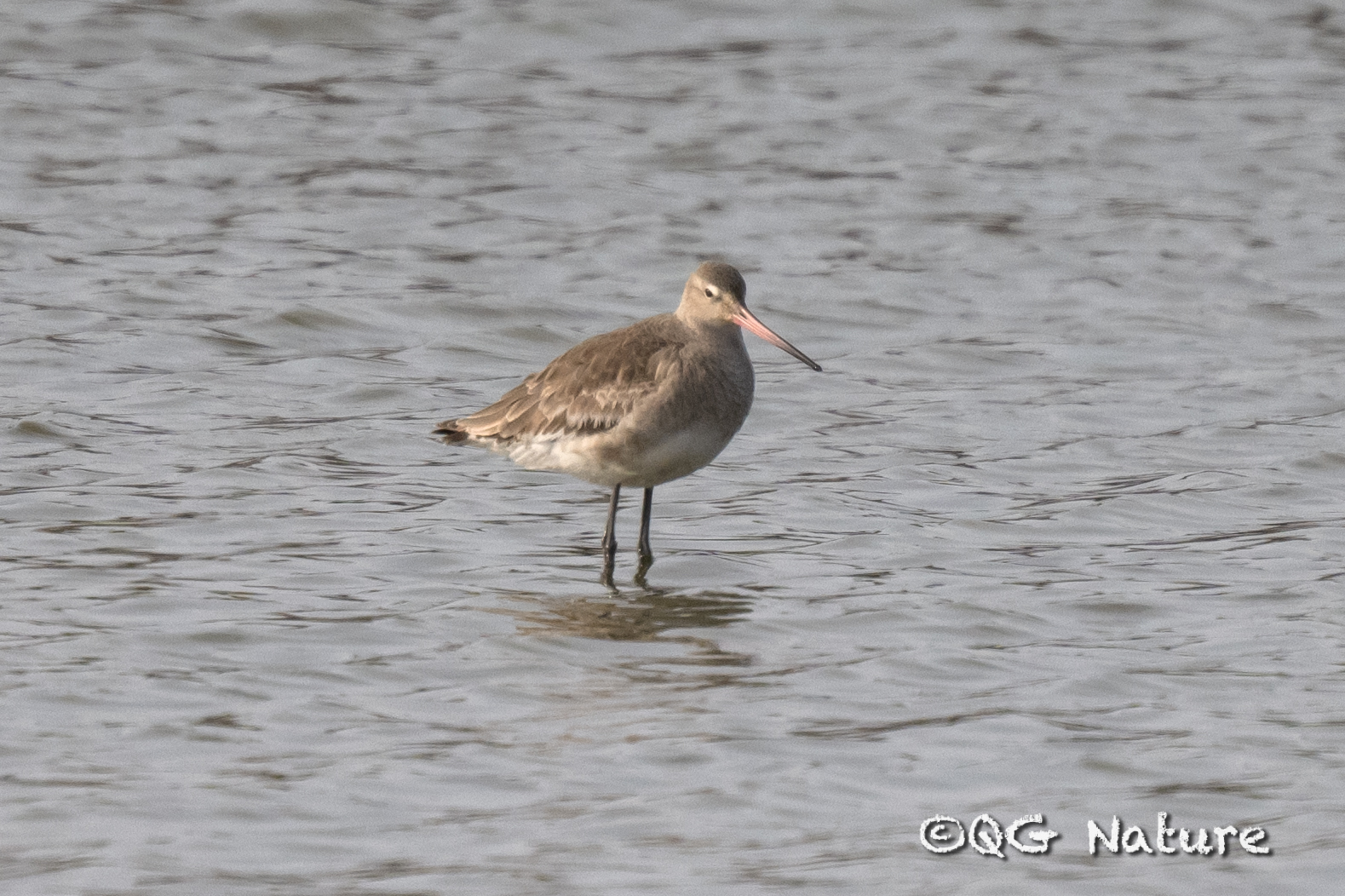 Black-tailed Godwit