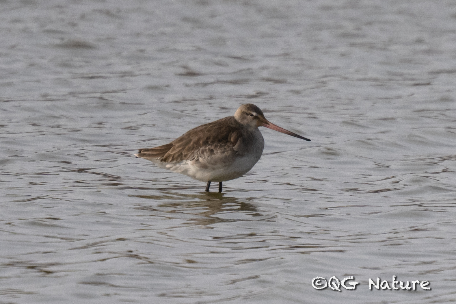 Black-tailed Godwit