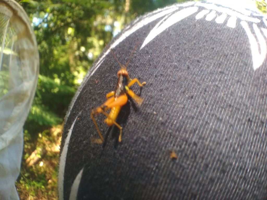 Psiloscirtus apterus