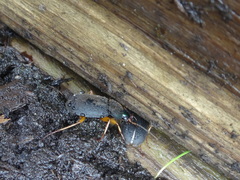 Chlaenius impunctifrons