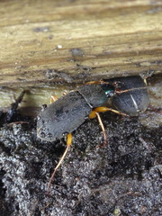 Chlaenius impunctifrons