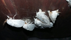 Naroma varipes