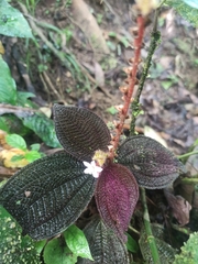Triolena pustulata