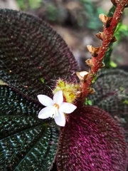 Triolena pustulata, photograph (c) Niko Ioannidis, some rights reserved (CC BY)