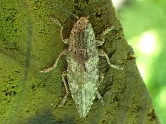 Chrysochroini