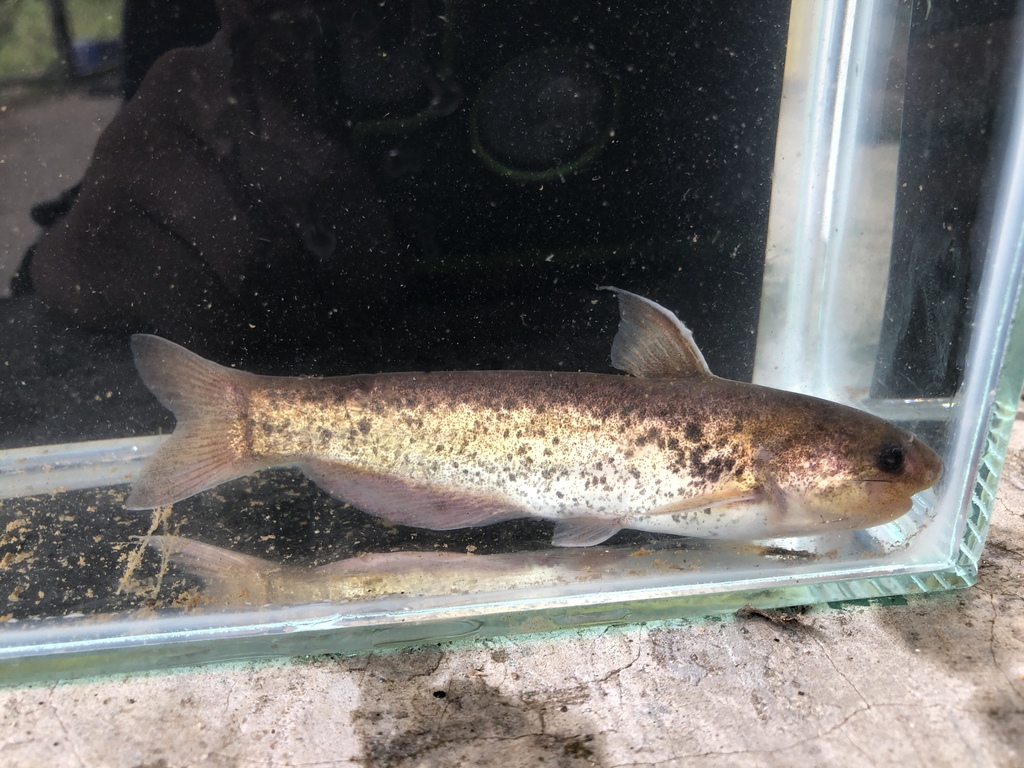 Shield whale catfish (Cetopsis parma) — Cetopsidae