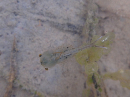 Eubranchipus neglectus