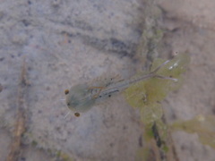 Eubranchipus vernalis