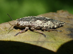 Chrysochroini