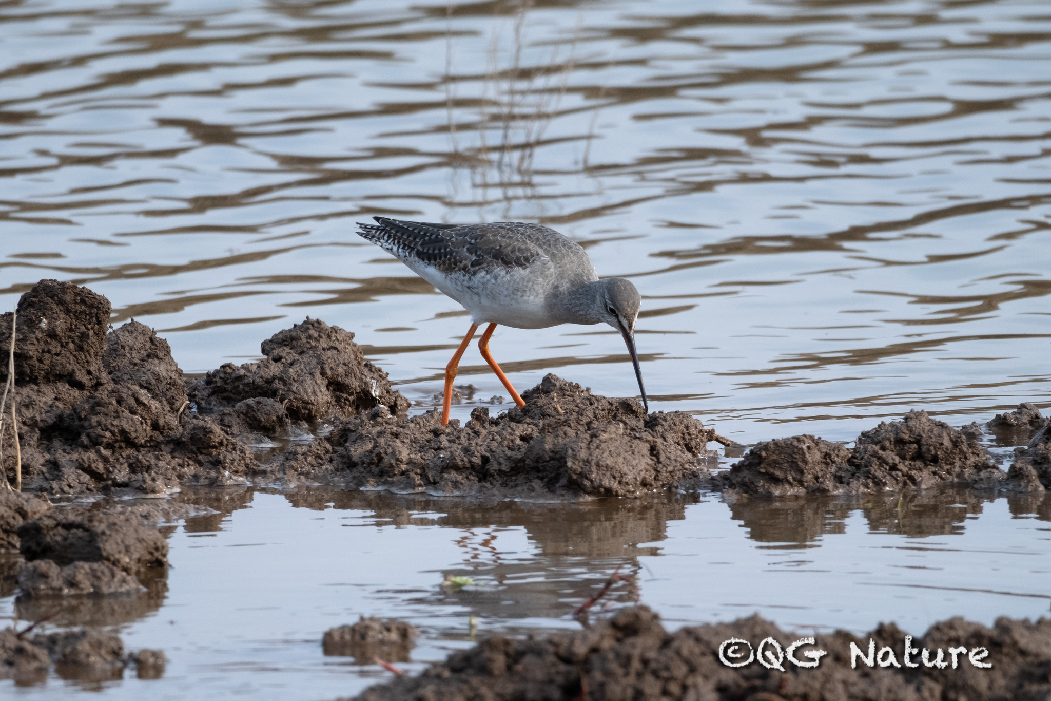 Spotted Redshank
