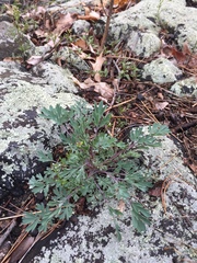 Capnoides sempervirens