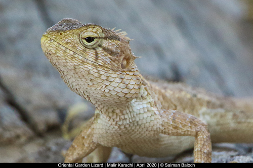 Indian Garden Lizard, photo 4 of 10