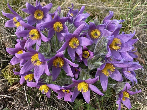 European Pasqueflower