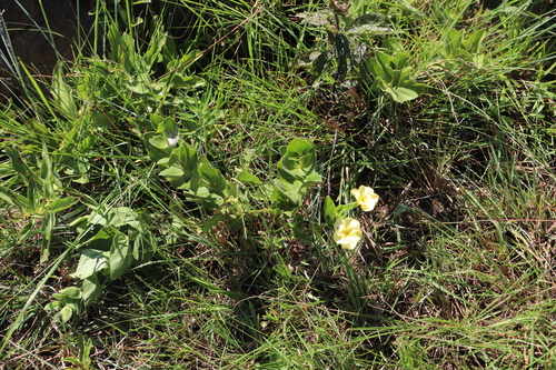 Image of Thunbergia atriplicifolia by (c) Suvarna Parbhoo Mohan, some rights reserved (CC BY-SA)