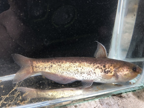 Shield whale catfish (Cetopsis parma) — Cetopsidae — 2