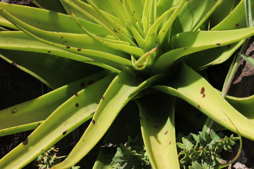 Image of Crassula acinaciformis by (c) Suvarna Parbhoo Mohan, some rights reserved (CC BY-SA)