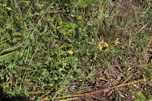 Image of Zornia capensis by (c) Suvarna Parbhoo Mohan, some rights reserved (CC BY-SA)
